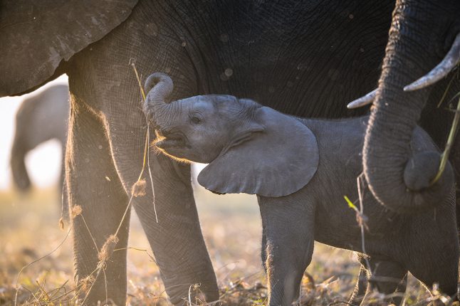 Etosha, Namibia